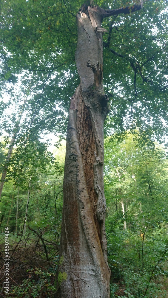 Fototapeta premium Baum mit Blitzschaden
