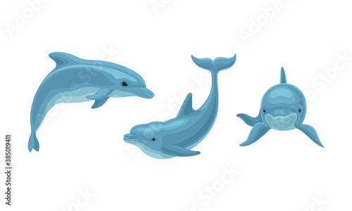 Blue Dolphin as Aquatic Mammal with Streamlined Body and Flippers Vector Set