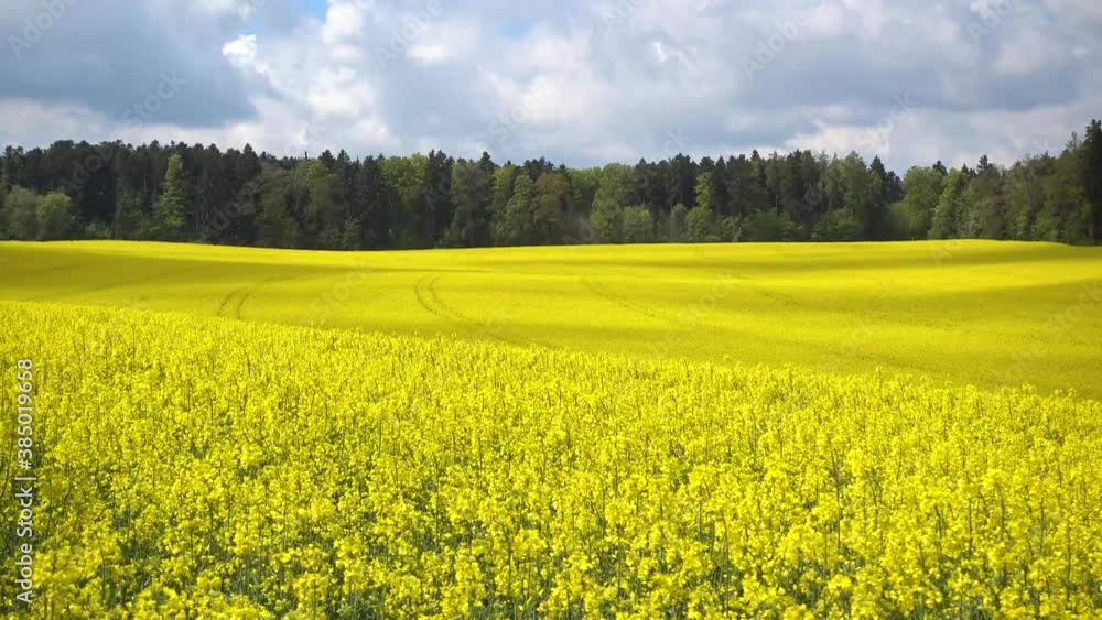 Gelb blühendes Rapsfeld im Sonnenschein vor einem Wald mit sich bewegenden Schatten von Wolken Gelb blühendes Rapsfeld im Sonnenschein vor einem Wald mit sich bewegenden Schatten von Wolken