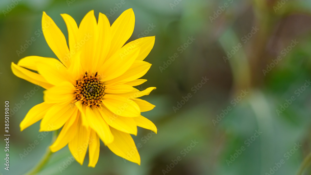 Yellow Coreopsis flower on the blurred grassland. Yellow Coreopsis flower on the blurred grassland.