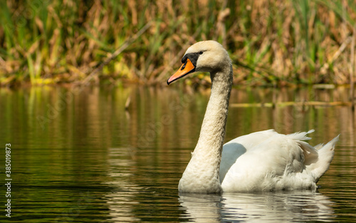 Adult Mute Swan (Cygnus olor) swimming on the forest lake.
