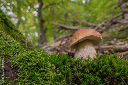 An oak mushroom grows in the moss near a tree trunk in the autumn forest