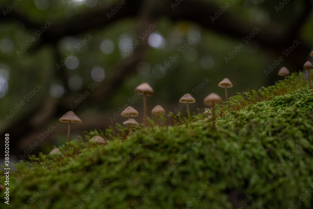 Obraz premium Small brown mushrooms grow from moss in the forest with a blurred background