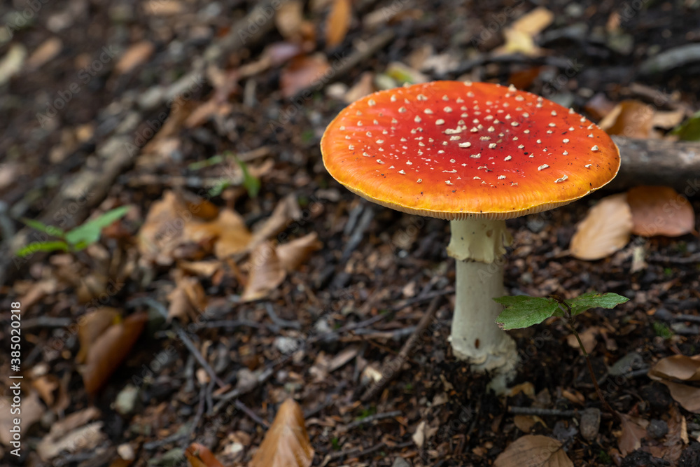 mushroom A red toadstool grows in the autumn forest mushroom A red toadstool grows in the autumn forest