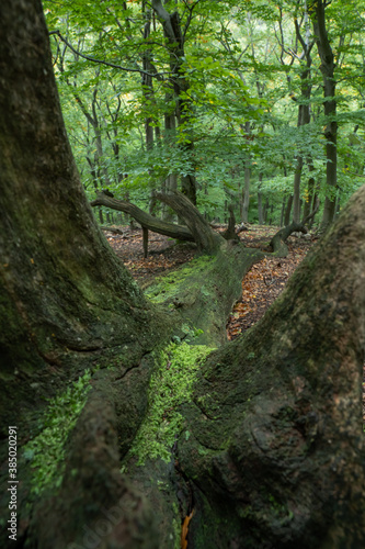 Old dead tree fallen in a beech forest