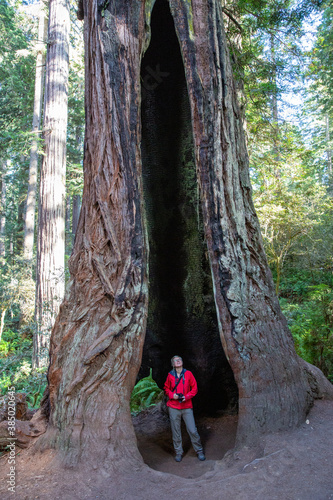 Hiker amongst giant redwood trees on the Trillium Trail, Redwood National and State Parks, California photo