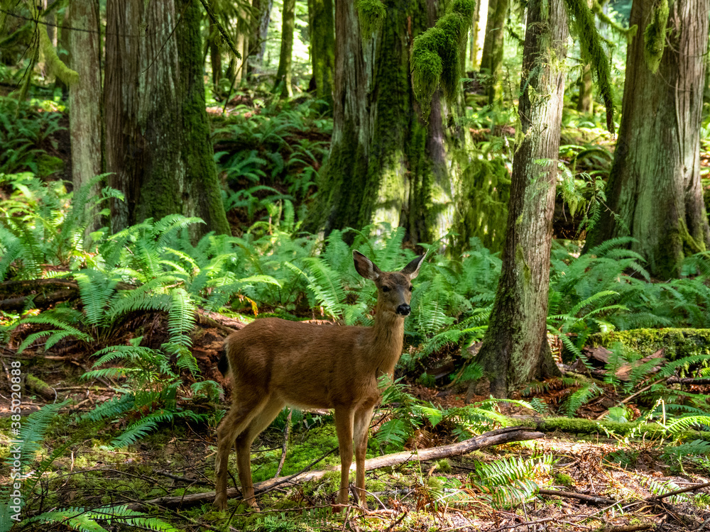 Columbian black-tailed deer (Odocoileus hemionus columbianus), Olympic National Park, Washington State Columbian black-tailed deer (Odocoileus hemionus columbianus), Olympic National Park, Washington State