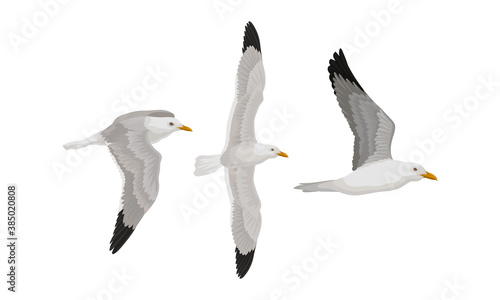 White Gulls or Seagulls as Seabirds with Black Markings on Wings Vector Set