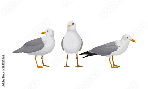 White Gulls or Seagulls as Seabirds with Black Markings on Wings Vector Set
