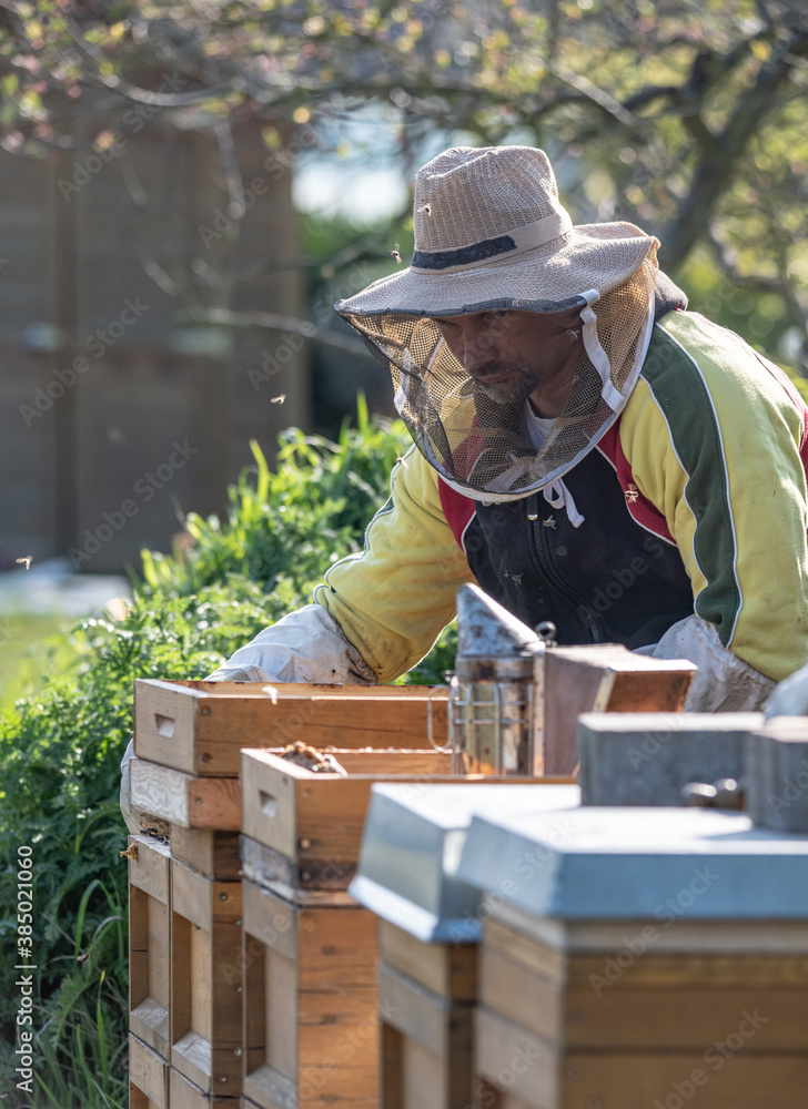 Beekeeper making fresh golden honey working outdoor with bees Beekeeper making fresh golden honey working outdoor with bees