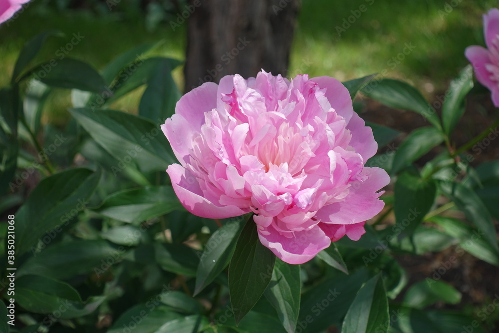 Double flowered pink peony in bloom in May