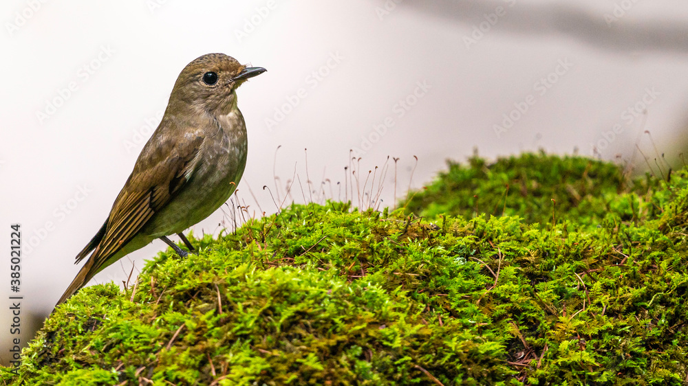 Fototapeta premium オオルリ