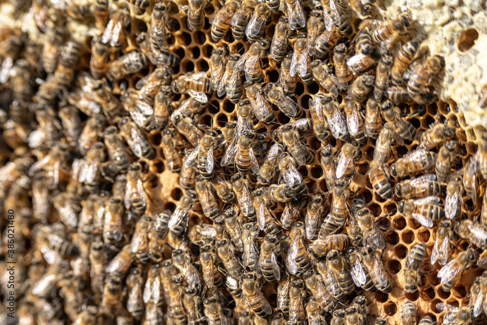 closeup of bees on honeycomb in apiary frame Honey bee selective focus closeup of bees on honeycomb in apiary frame Honey bee selective focus