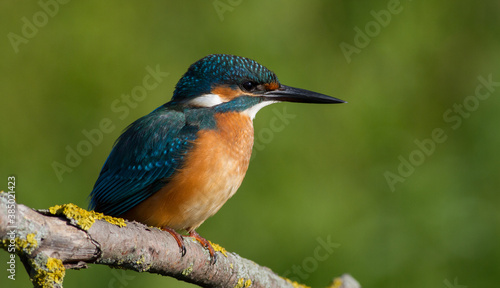 Сommon kingfisher, Alcedo atthis. Sunny day, a young bird sitting by the river on a beautiful branch, peering into the water, waiting for a fish.