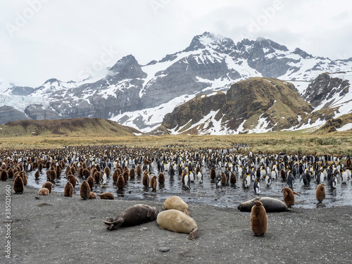 Southern elephant seal (Mirounga leoninar) weaners at breeding beach in Gold Harbor, South Georgia photo