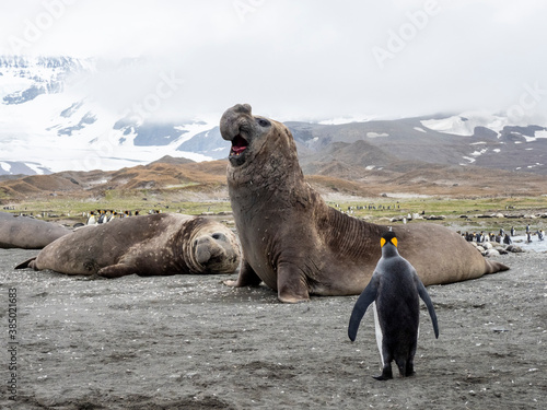 Southern elephant seal bull (Mirounga leoninar), sounding a challenge on the beach at Gold Harbor, South Georgia photo