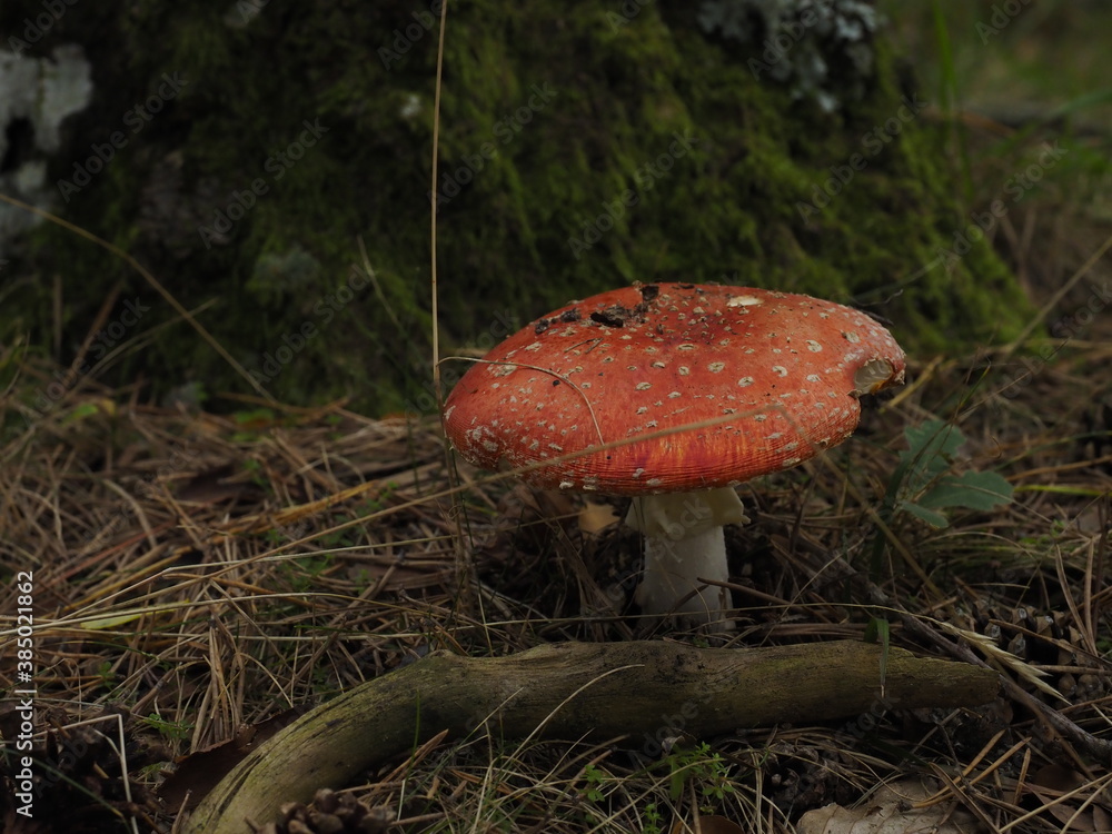 red and white mushroom in the forest red and white mushroom in the forest