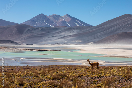 Adult vicuna (Vicugna vicugna), in the Andean Central Volcanic Zone, Antofagasta Region, Chile photo