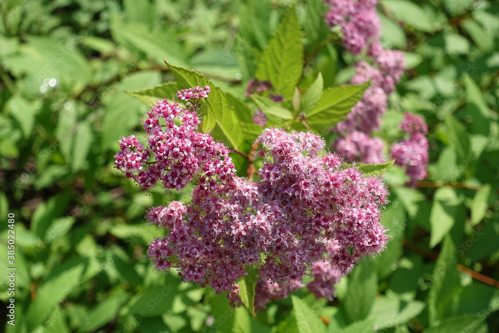 Close view of pink flowers of Japanese meadowsweet in June Close view of pink flowers of Japanese meadowsweet in June