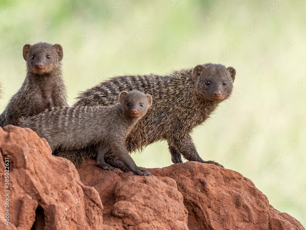 A pack of banded mongooses (Mungos mungo), in their den site in Tarangire National Park, Tanzania A pack of banded mongooses (Mungos mungo), in their den site in Tarangire National Park, Tanzania