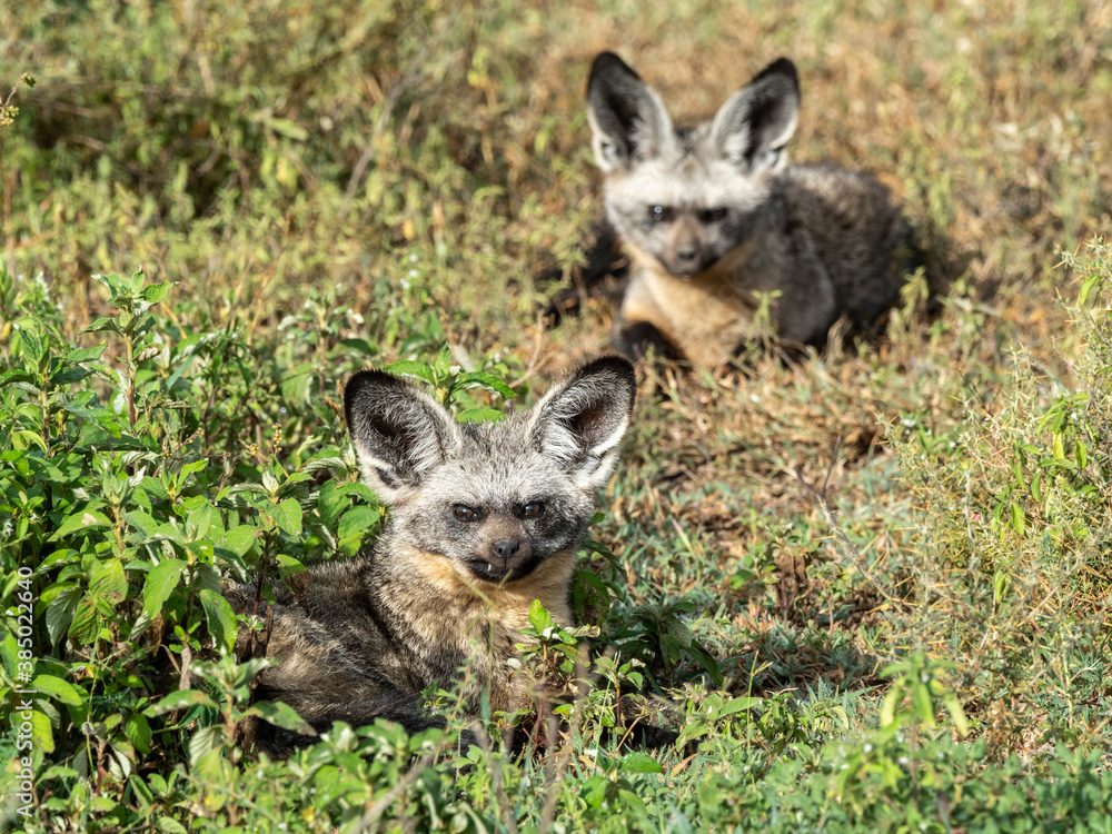 A pair of bat-eared foxes (Otocyon megalotis), Serengeti National Park, Tanzania A pair of bat-eared foxes (Otocyon megalotis), Serengeti National Park, Tanzania