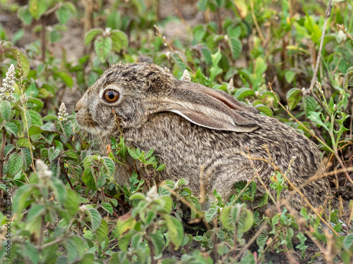 African savanna hare (Lepus victoriae), hiding in vegetation in Serengeti National Park, Tanzania photo