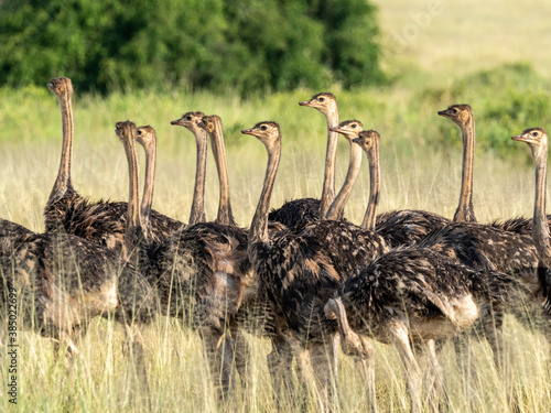 A flock of young Masai ostriches (Struthio camelus massaicus), Tarangire National Park, Tanzania photo