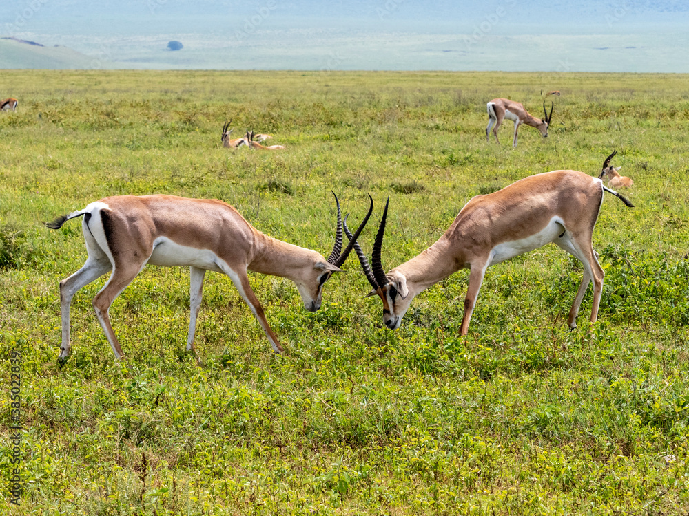 Adult male Grant's gazelles (Nanger granti) sparring inside Ngorongoro Crater, Tanzania Adult male Grant's gazelles (Nanger granti) sparring inside Ngorongoro Crater, Tanzania