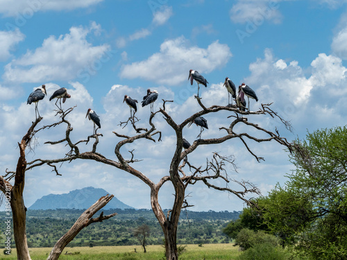 Adult marabou storks (Leptoptilos crumenifer), roosting in a tree in Tarangire National Park, Tanzania photo