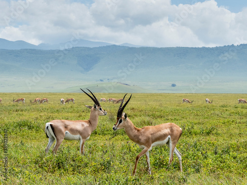 Adult male Grant's gazelles (Nanger granti), inside Ngorongoro Crater, Tanzania photo