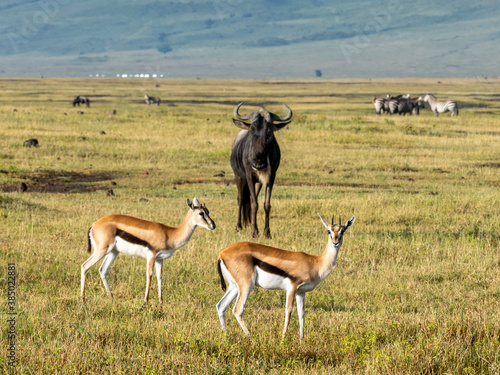 Thomson's gazelles (Eudorcas thomsonii), in Ngorongoro Crater, Tanzania photo