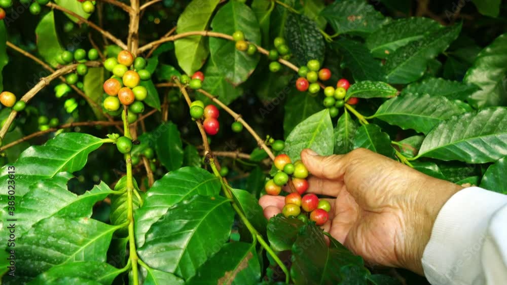 Senior farmer hand check natural coffee fruit on a branch of the tree. Senior farmer hand check natural coffee fruit on a branch of the tree.