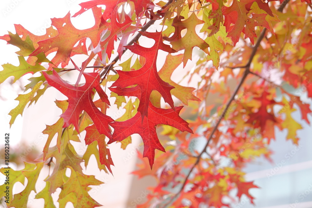 Fototapeta premium red maple leaves