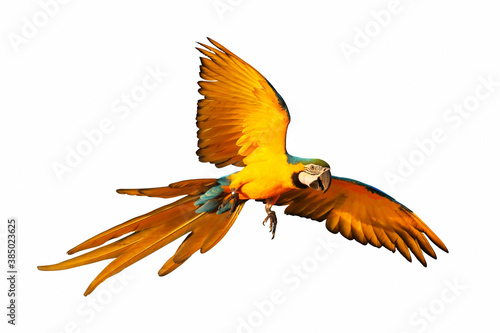 Macaw parrot flying isolated on white background.