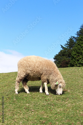 六甲山牧場・羊