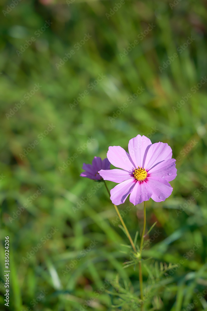 開花したばかりのピンク色の一輪のコスモスの花 開花したばかりのピンク色の一輪のコスモスの花