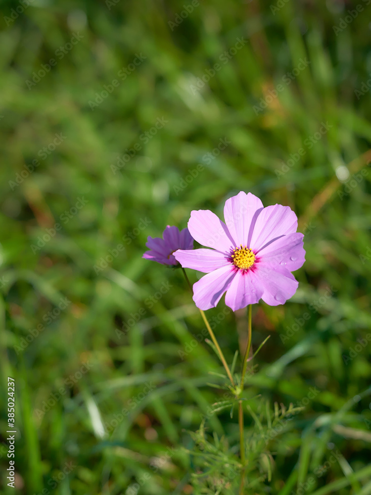 開花したばかりのピンク色の一輪のコスモスの花