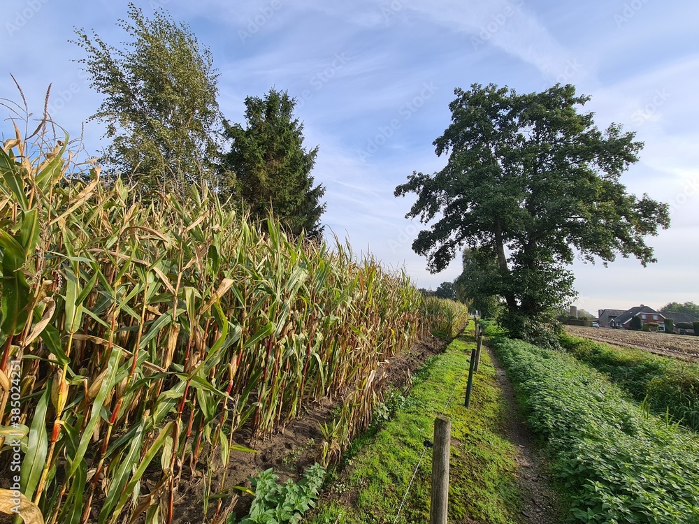 Obraz premium field of corn