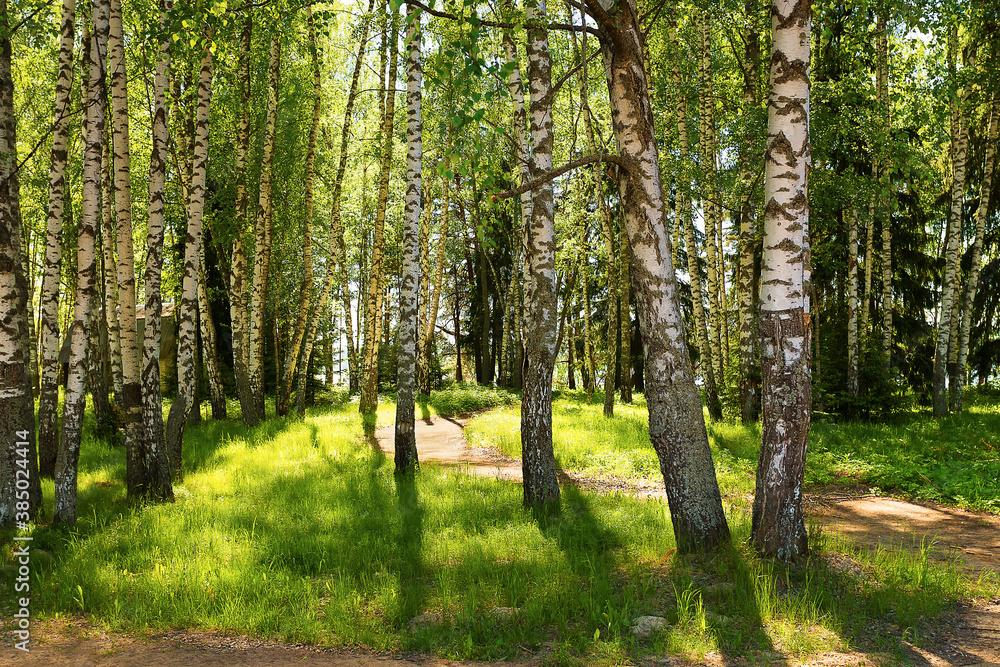 beautiful birch grove in spring with a path to the river beautiful birch grove in spring with a path to the river