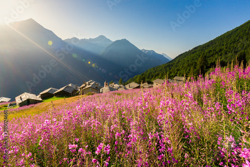 Fields of Willowherb (epilobium) in bloom surrounding the village of Starleggia, Campodolcino, Valchiavenna, Lombardy, Italy photo