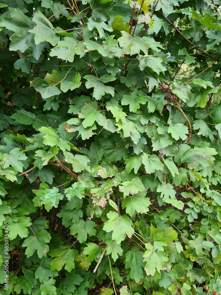 Obraz premium green leaves background