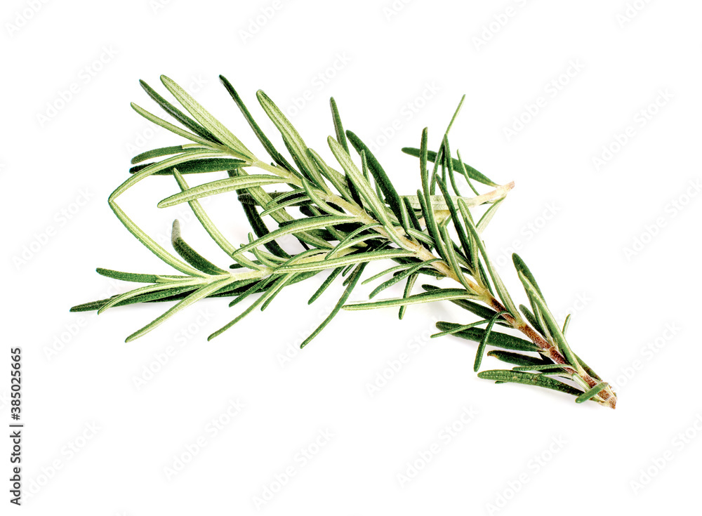Fototapeta premium Rosemary Leaf Herbal is Spices Isolated over White Background