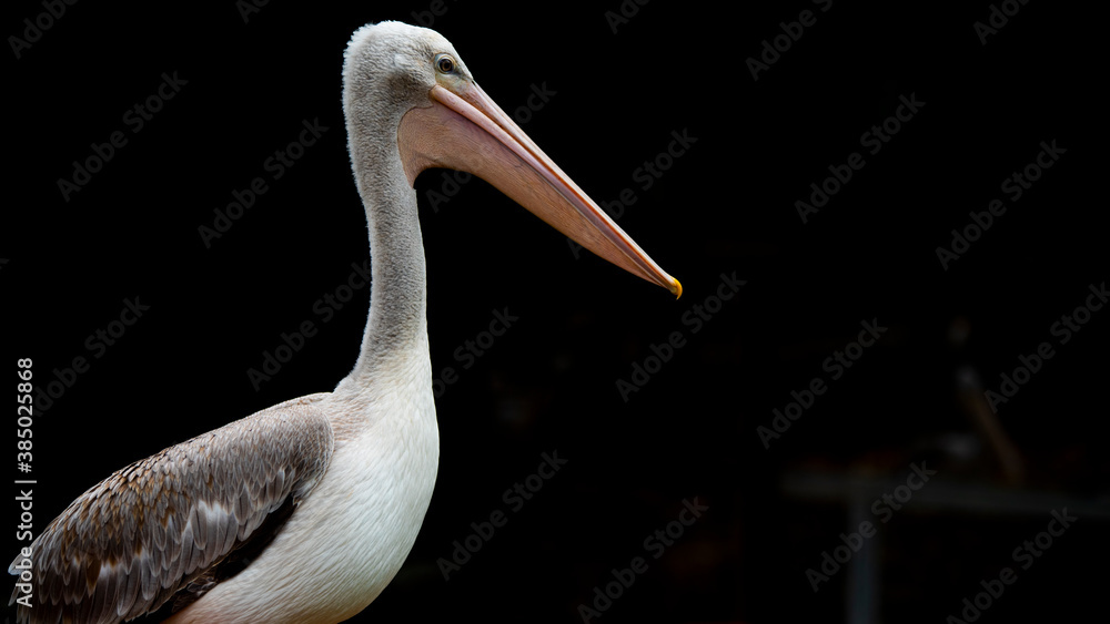 Pelican at Penang bird Park, Malaysia Pelican at Penang bird Park, Malaysia