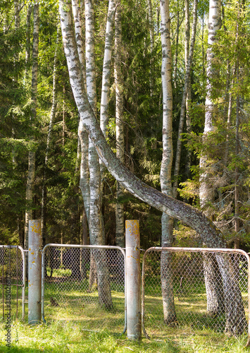 wonderful wonders of nature, a delightful birch in a forest behind a fence