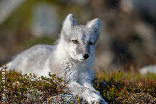 Arctic fox in the mountains of Norway.          