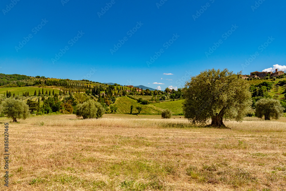 Fototapeta premium Colline di Montalcino in provincia di SIENA
