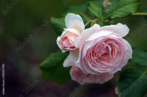 beautiful flowers and buds of a pink rose close up on a blurred green background                  