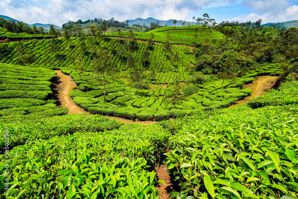 Tea bush covered slopes at beautiful Lakshmi tea estate in the Kannan Devan Hills west of Munnar, Lakshmi, Munnar, Kerala, India Tea bush covered slopes at beautiful Lakshmi tea estate in the Kannan Devan Hills west of Munnar, Lakshmi, Munnar, Kerala, India