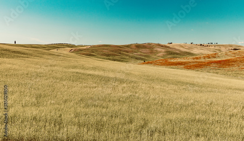 Colline di Montalcino in provincia di SIENA