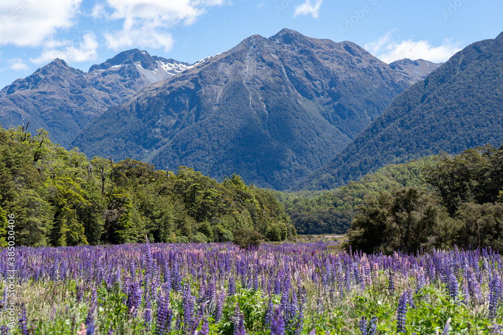 Φωτογραφία The lupins technically bloom from spring to summer (September-February) in New Zealand, however “peak” lupin season in Mackenzie Country is usually from mid-November until just after Christmas